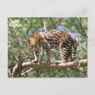 Zuid-Amerika, Ecuador, Amazone. Ocelot Briefkaart