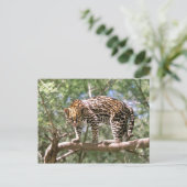 Zuid-Amerika, Ecuador, Amazone. Ocelot Briefkaart (Staand voorkant)