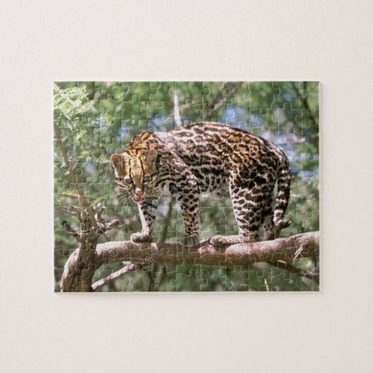 Zuid-Amerika, Ecuador, Amazone. Ocelot Legpuzzel (Horizontaal)