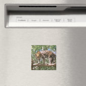 Zuid-Amerika, Ecuador, Amazone. Ocelot Magneet (Insitu (Vaatwasser))