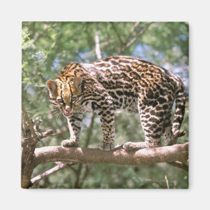Zuid-Amerika, Ecuador, Amazone. Ocelot Magneet