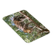 Zuid-Amerika, Ecuador, Amazone. Ocelot Magneet (Rechterzijde)