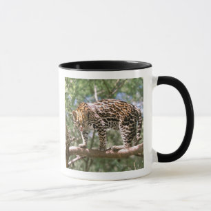 Zuid-Amerika, Ecuador, Amazone. Ocelot Mok