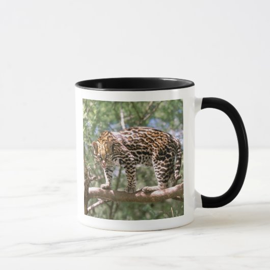 Zuid-Amerika, Ecuador, Amazone. Ocelot Mok (Rechts)