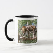Zuid-Amerika, Ecuador, Amazone. Ocelot Mok (Links)