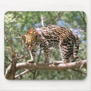 Zuid-Amerika, Ecuador, Amazone. Ocelot Muismat