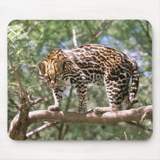 Zuid-Amerika, Ecuador, Amazone. Ocelot Muismat (Voorkant)