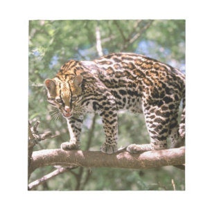 Zuid-Amerika, Ecuador, Amazone. Ocelot Notitieblok