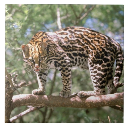 Zuid-Amerika, Ecuador, Amazone. Ocelot Tegeltje (Voorkant)