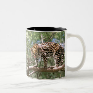 Zuid-Amerika, Ecuador, Amazone. Ocelot Tweekleurige Koffiemok