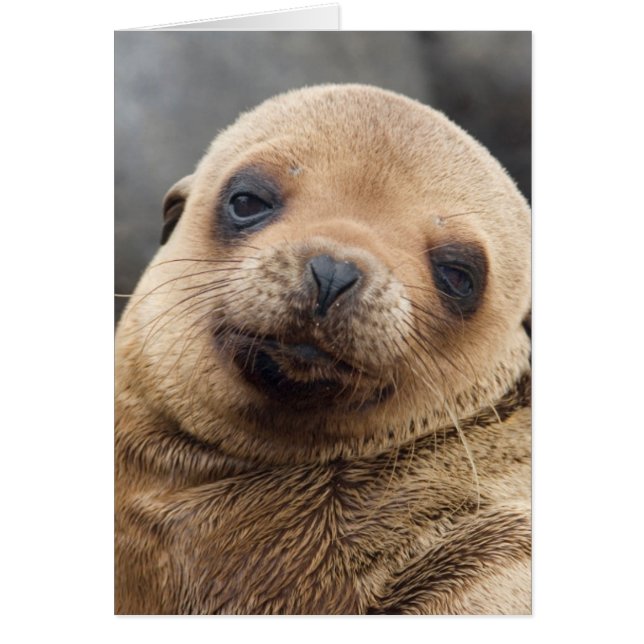 Zuid-Amerika, Ecuador, Galapagos-eilanden (Voorkant)