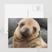 Zuid-Amerika, Ecuador, Galapagos-eilanden Briefkaart (Voorkant / Achterkant)