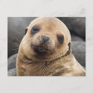 Zuid-Amerika, Ecuador, Galapagos-eilanden Briefkaart