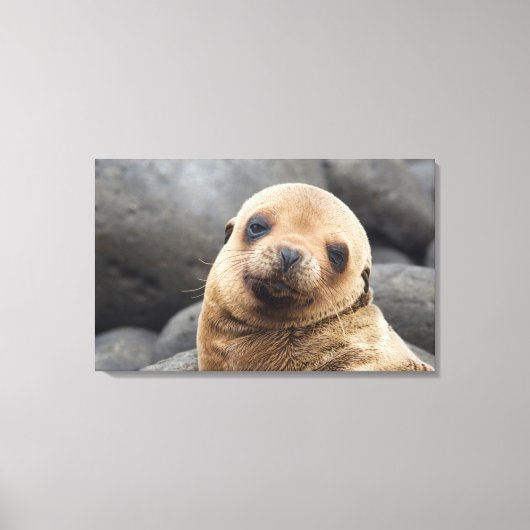 Zuid-Amerika, Ecuador, Galapagos-eilanden Canvas Afdruk (Voorkant)