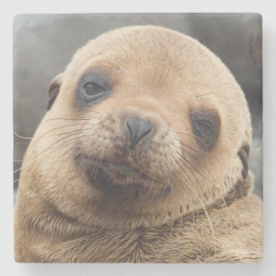 Zuid-Amerika, Ecuador, Galapagos-eilanden Stenen Onderzetter
