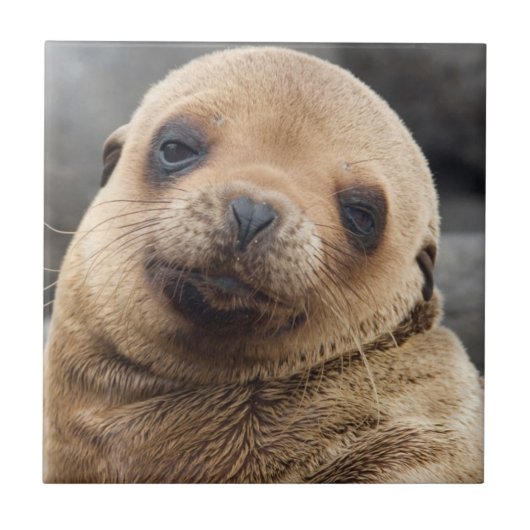 Zuid-Amerika, Ecuador, Galapagos-eilanden Tegeltje (Voorkant)