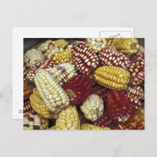 Zuid-Amerika, Peru Corn, Maïs Briefkaart (Voorkant / Achterkant)