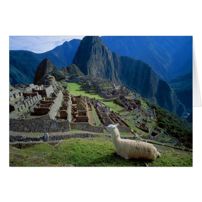 Zuid-Amerika, Peru. Een lama rust op een heuvel (Voorkant Horizontaal)