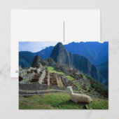 Zuid-Amerika, Peru. Een lama rust op een heuvel Briefkaart (Voorkant / Achterkant)