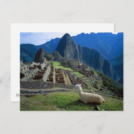 Zuid-Amerika, Peru. Een lama rust op een heuvel Briefkaart (Voorkant / Achterkant)