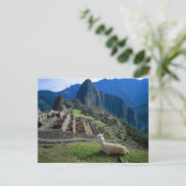 Zuid-Amerika, Peru. Een lama rust op een heuvel Briefkaart (Staand voorkant)