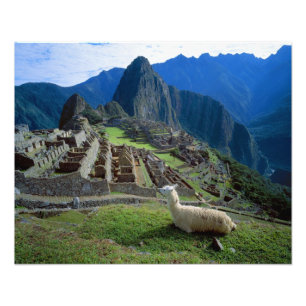 Zuid-Amerika, Peru. Een lama rust op een heuvel Foto Afdruk