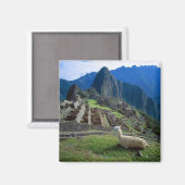 Zuid-Amerika, Peru. Een lama rust op een heuvel Magneet (Voorkant / Achterkant)