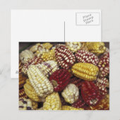 Zuid-Amerika, Peru Maïs, Maïs Briefkaart (Voorkant / Achterkant)