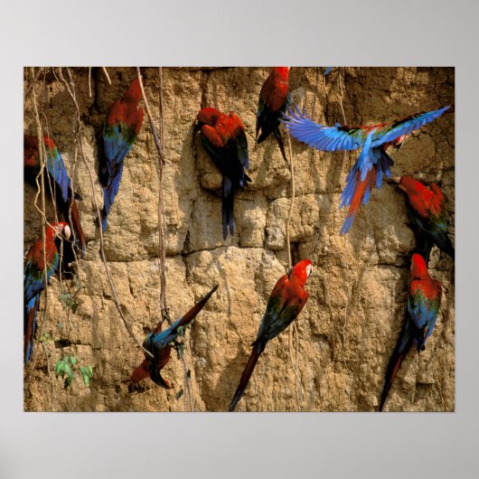 Zuid-Amerika, Peru, Nationaal park Manu, Poster (Voorkant)
