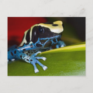 Zuid-Amerika, Republiek Suriname. Close-up Briefkaart