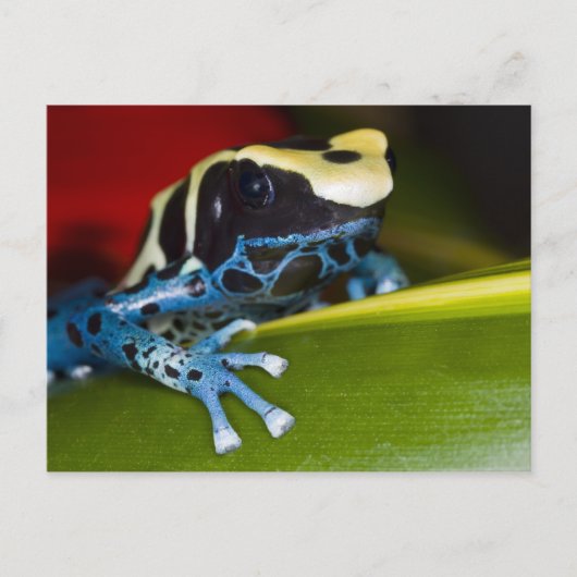 Zuid-Amerika, Republiek Suriname. Sluiten Briefkaart (Voorkant)