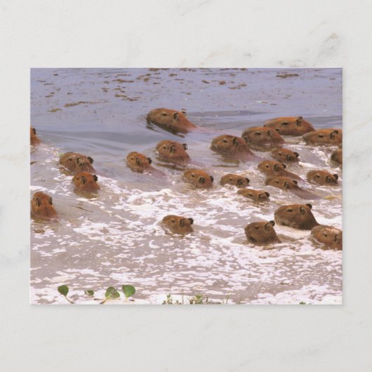 Zuid-Amerika, Venezuela, de regio Llano. Briefkaart (Voorkant)