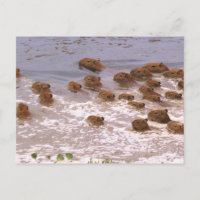 Zuid-Amerika, Venezuela, de regio Llano.