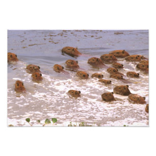 Zuid-Amerika, Venezuela, de regio Llano. Foto Afdruk