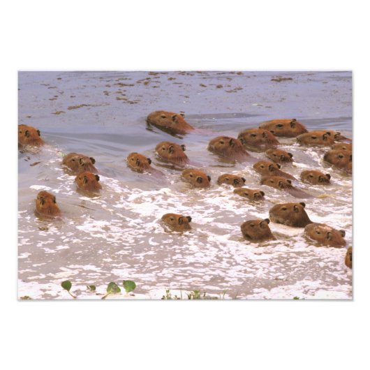 Zuid-Amerika, Venezuela, de regio Llano. Foto Afdruk (Voorkant)