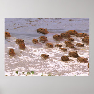 Zuid-Amerika, Venezuela, de regio Llano. Poster