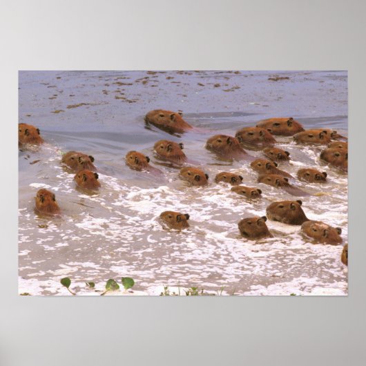 Zuid-Amerika, Venezuela, de regio Llano. Poster (Voorkant)