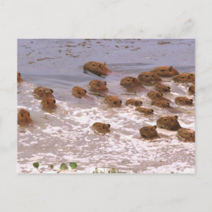 Zuid-Amerika, Venezuela, Llano-regio. Briefkaart