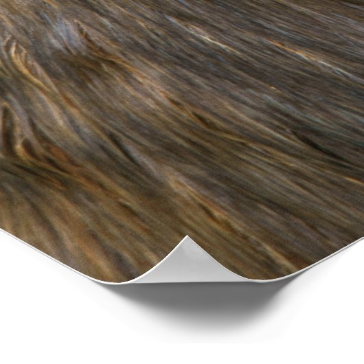 Zuid-Amerikaans zee leeuw Poster (Hoek)