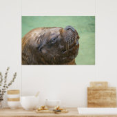 Zuid-Amerikaans zee leeuw Poster (Keuken)