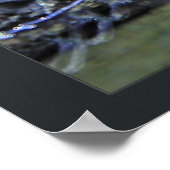 Zuid-Amerikaanse Caiman Poster (Hoek)