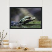 Zuid-Amerikaanse Caiman Poster (Keuken)