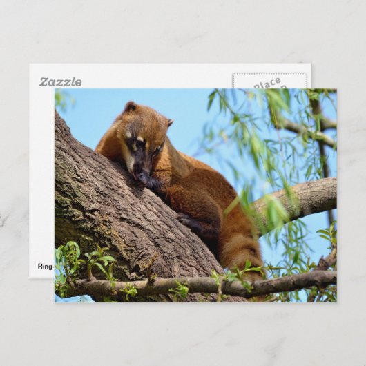Zuid-Amerikaanse Coati in boom Briefkaart (Voorkant / Achterkant)