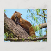 Zuid-Amerikaanse Coati in boom Briefkaart (Voorkant)