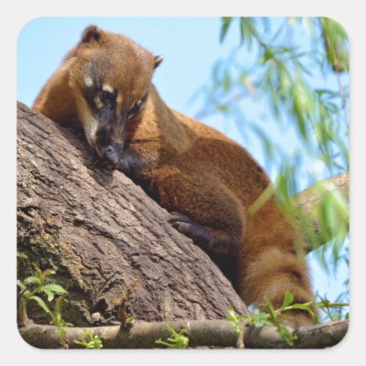 Zuid-Amerikaanse Coati in boom Vierkante Sticker (Voorkant)