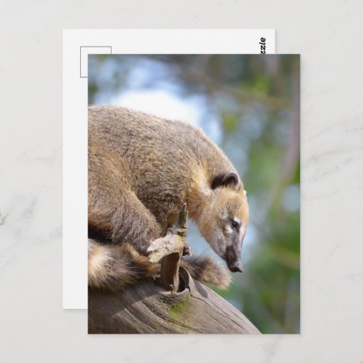 Zuid-Amerikaanse Coati op bijkantoor Briefkaart (Voorkant / Achterkant)