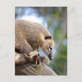 Zuid-Amerikaanse Coati op bijkantoor Briefkaart (Voorkant)