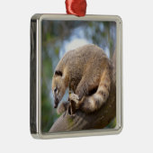 Zuid-Amerikaanse Coati op bijkantoor Briefkaart Metalen Ornament (Rechts)