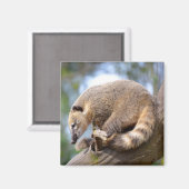 Zuid-Amerikaanse Coati op filiaal Briefkaart Metal Magneet (Voorkant / Achterkant)