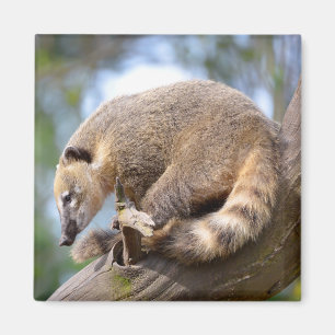 Zuid-Amerikaanse Coati op filiaal Briefkaart Metal Magneet